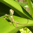 Reptiles & Amphibians of the SE