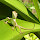 Reptiles & Amphibians of the SE