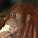Orangutan