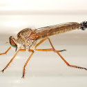 Robber fly