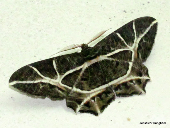 Spotting Image 1