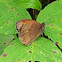 Meadow Brown