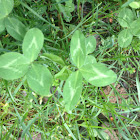 Red Clover