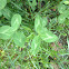 Red Clover
