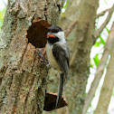 Black-capped Chickadee