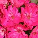 Geranium