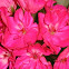 Geranium