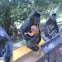 Silvered-leaf Monkey