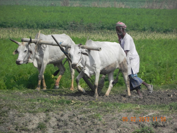 Spotting Image 1