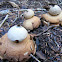Earthstar