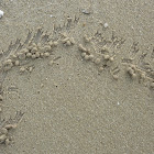 Crab