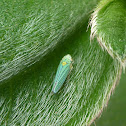 Blue-green Sharpshooter