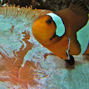 Ocellaris clownfish