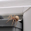 Jewel Spider