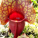 Pitcher plant