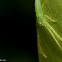 Green Crab Spider