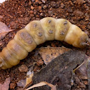Pupating Oleander Hawk Moth (Day 1)