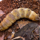 Pupating Oleander Hawk Moth (Day 1)