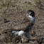 Hawaiian Hawk