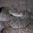 Snakes of the Southwest