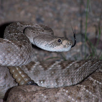 Snakes of the Southwest