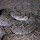 Snakes of the Southwest
