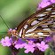 Gulf Fritillary
