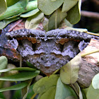 moth