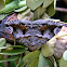 moth