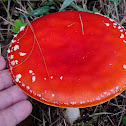 Fly agaric