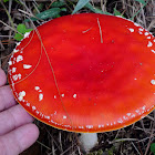 Fly agaric