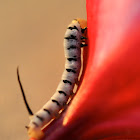 Caterpillar