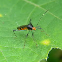 colourful broad-headed bug