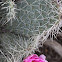cactus rose