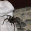 big spider