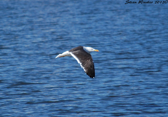 Spotting Image 1