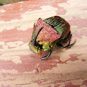 Rainbow scarab