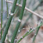 horsetail, winter scouring rush