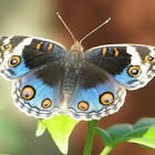 Blue Pansy