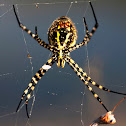 Tecedeira-listada ou aranha-tigre-listada