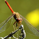 Meadowhawk