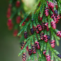 Giant Cedar