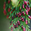 Giant Cedar