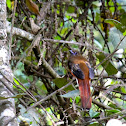 Diard's Trogon