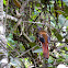 Diard's Trogon