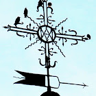 Spotless starlings