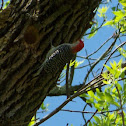 Red-bellied Woodpecker