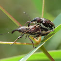 Weevils (mating)