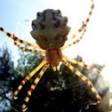 Zig-zag Signature spider