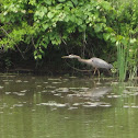 Heron